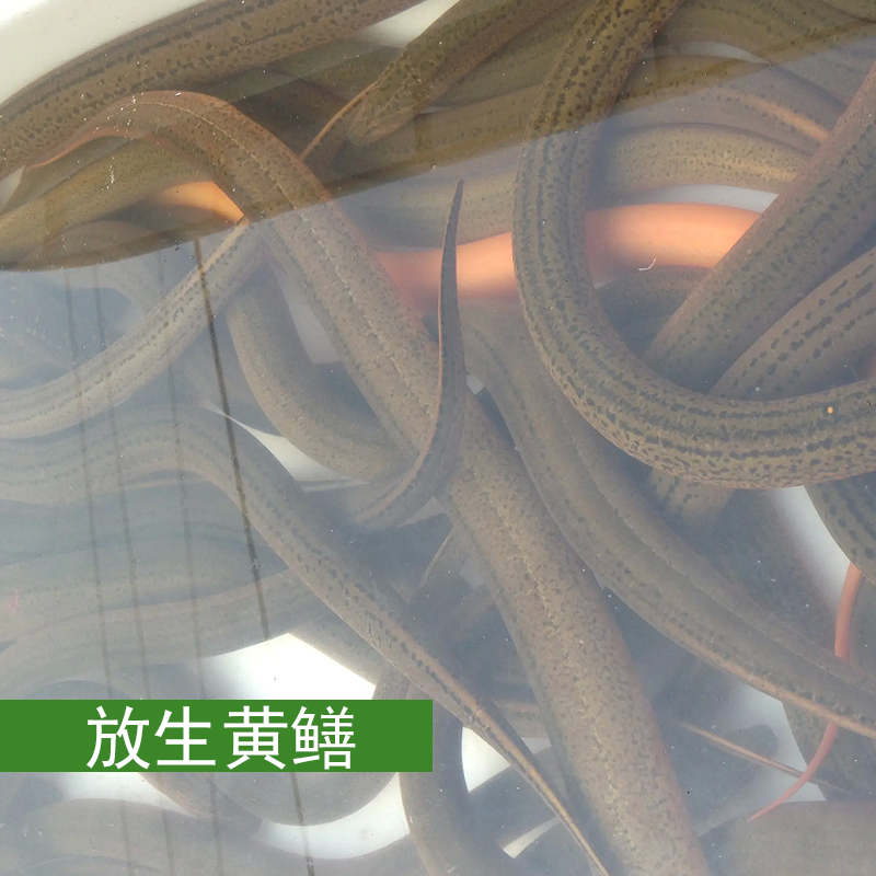 放生黄鳝登记