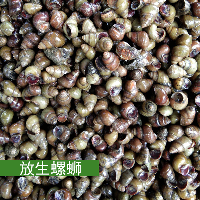 放生螺蛳登记